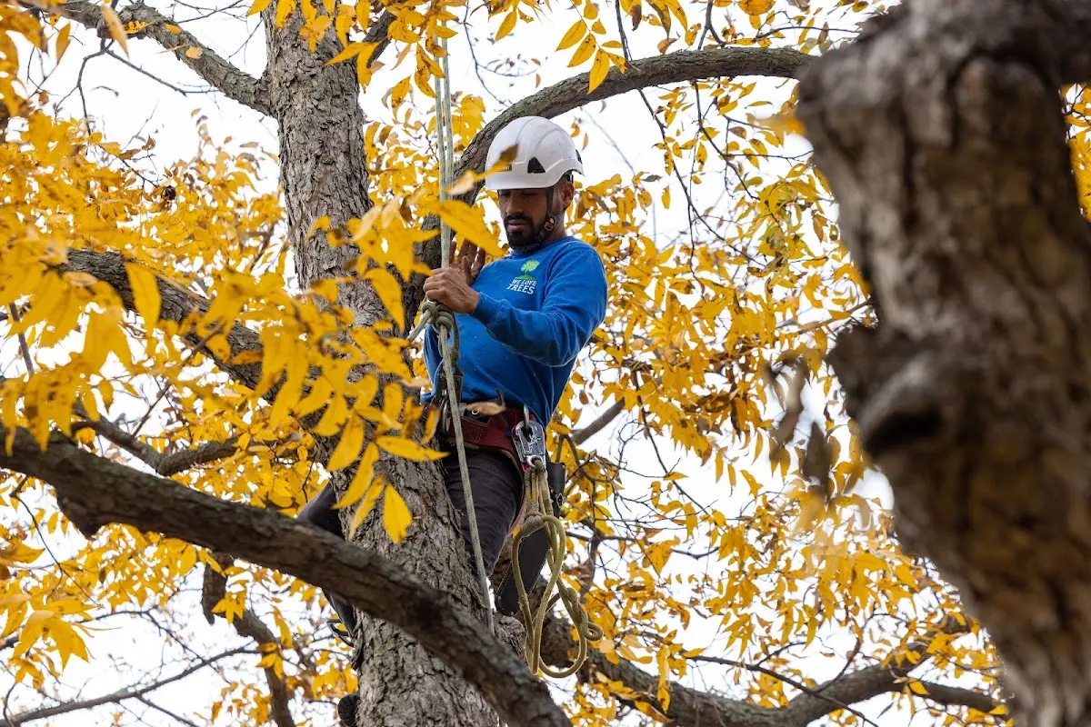 Skilled Tree Planing crew working in Medina